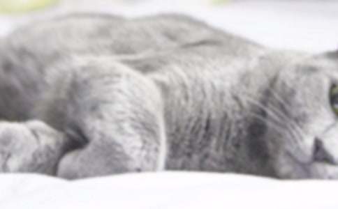 关于小学小猫作文400字集锦9篇