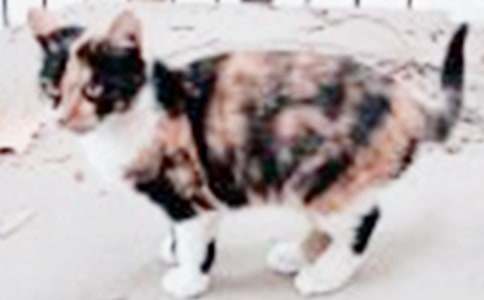 精选小猫小学作文400字集锦9篇