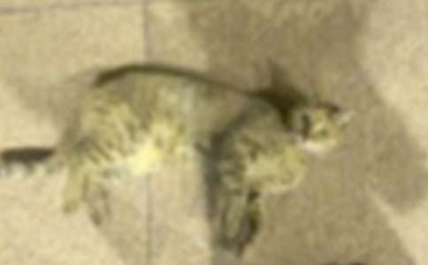 写小猫的小学作文