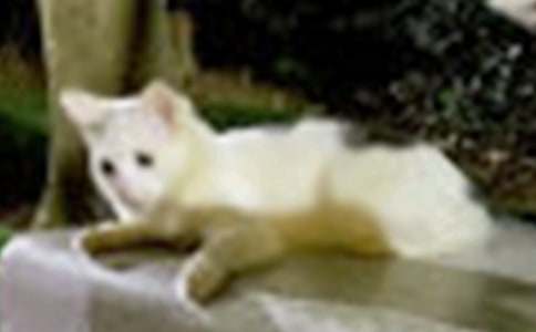 十只小猫咪教案