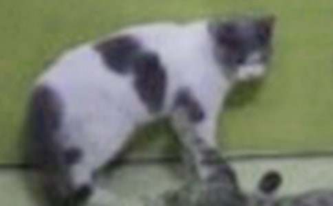 两只小猫续写作文（精选20篇）