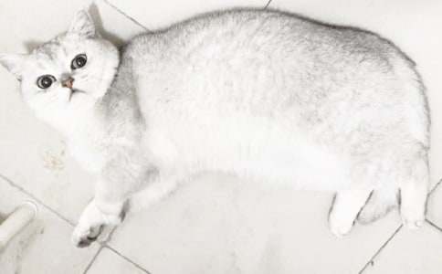 【热门】小猫小学作文合集八篇