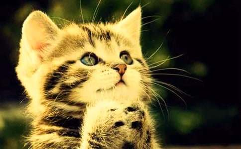 小猫续写作文（精选23篇）