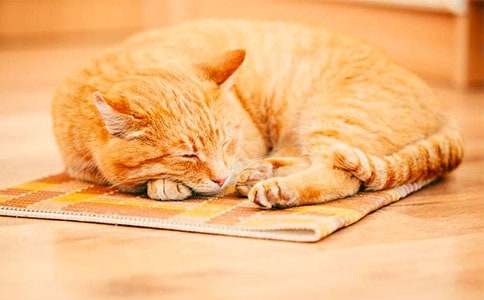 有关小猫小学作文300字九篇