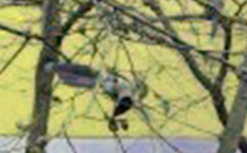 大班语言活动方案小鸟的歌