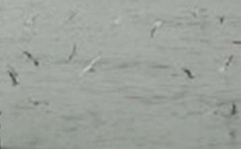 小鸟童话故事的作文大全(2篇)