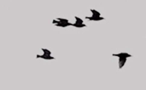 可爱的小鸟-小动物作文集合