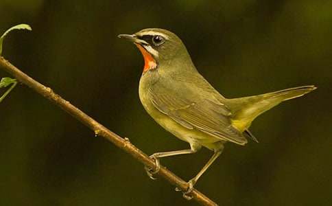 一只小鸟续写作文