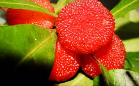 《我爱故乡的杨梅》优秀教案（通用10篇）