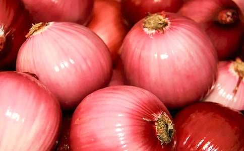 《洋葱头历险记》读后感集合15篇