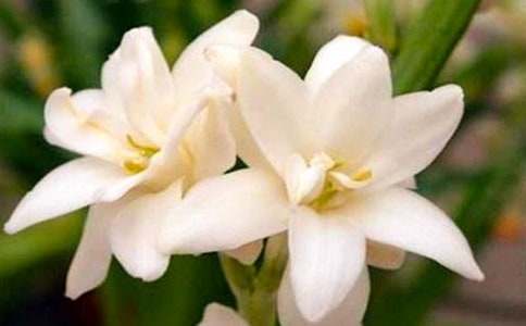 夜来香作文[推荐]