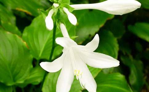 夜来香作文[精选15篇]