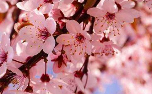 粉红樱花花语