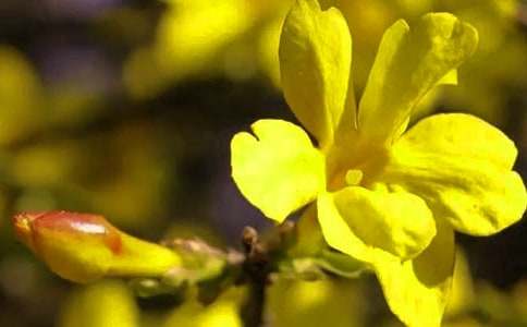 小班《迎春花》教案【精华15篇】