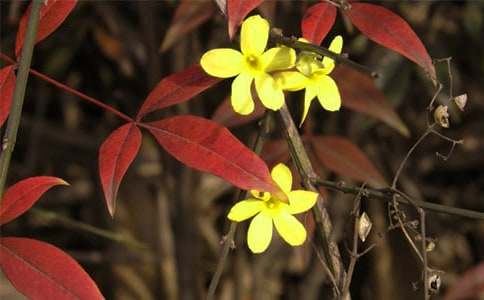 (必备)迎春花作文15篇