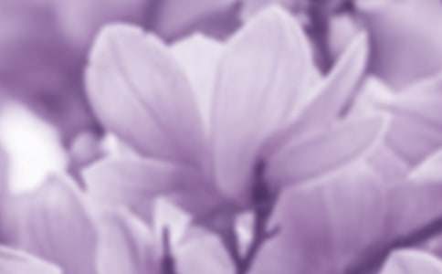 (通用)玉兰花的作文15篇