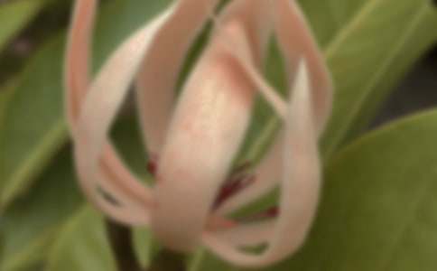 玉兰花花语是什么