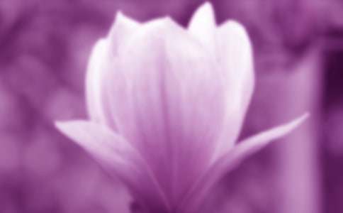 （精品）玉兰花的作文15篇