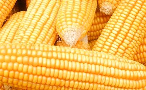 [经典]烤玉米作文