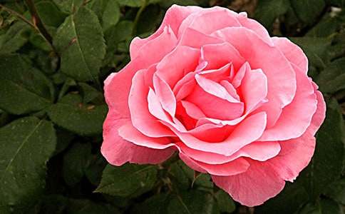 【经典】月季的作文