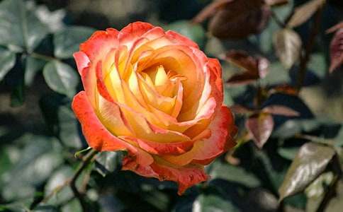 月季花的花语及植物文化-鲜花礼仪