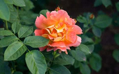 宣传月季花的标语