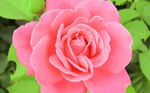 粉色的月季花花语及其传说