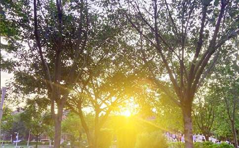 【热门】美好的早安微信祝福语42条