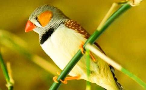 珍珠鸟教案通用15篇