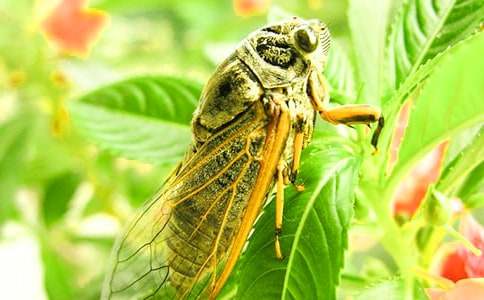 捉知了作文(共15篇)