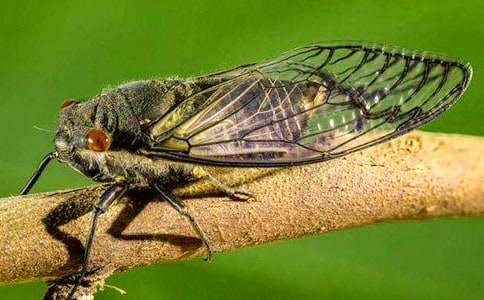 精选知了小学作文锦集五篇