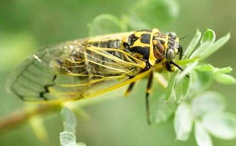 关于知了小学作文八篇