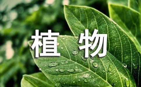 《植物之间的“爱”和“恨”》教案