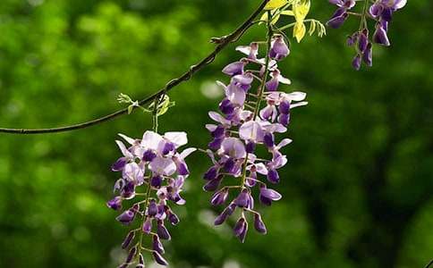 紫藤花教案12篇