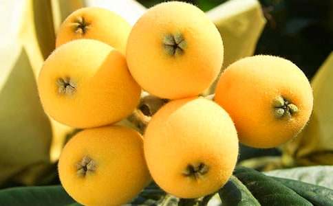 摘枇杷作文15篇【实用】