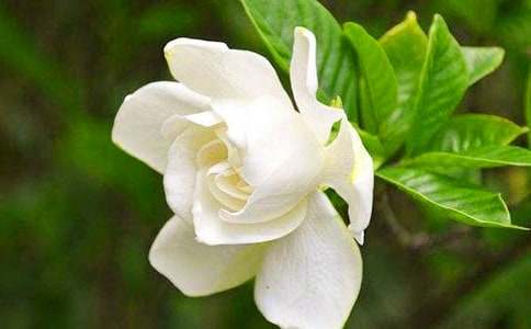 白色栀子花的花语寓意介绍-鲜花礼仪