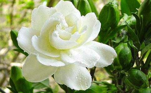 栀子花的花语和传说-鲜花礼仪