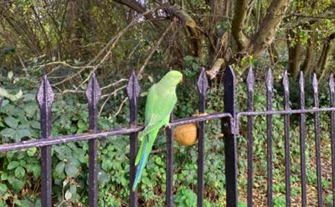 虎皮鹦鹉动物作文