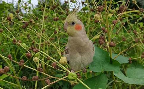 我的动物朋友鹦鹉作文精品【15篇】
