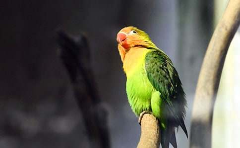 鹦鹉动物作文（精选15篇）