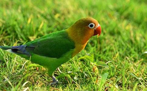 【经典】可爱的鹦鹉作文15篇