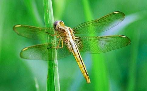 (必备)抓蜻蜓作文