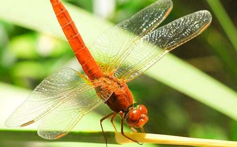 蜻蜓的作文常用【15篇】