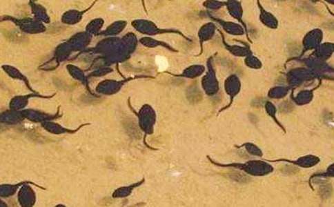 小蝌蚪找妈妈教案15篇【通用】