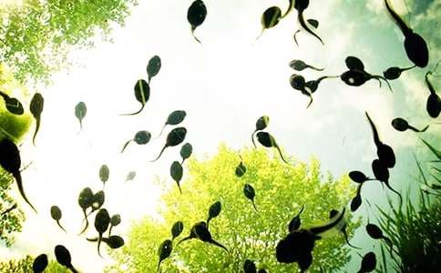 有关小蝌蚪找妈妈教案集锦十篇