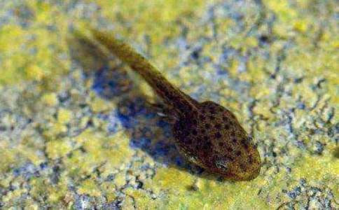 抓蝌蚪作文精品【15篇】