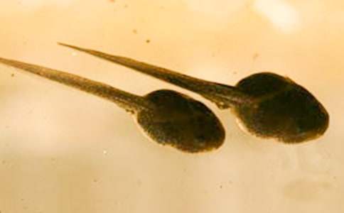 小蝌蚪作文（荐）