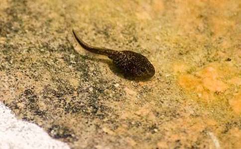 小班故事小蝌蚪找妈妈教案（精选6篇）