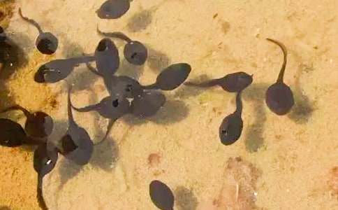 精选小蝌蚪找妈妈教案九篇