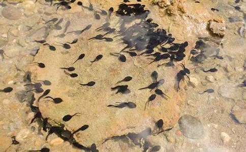 【精选】小蝌蚪找妈妈教案三篇